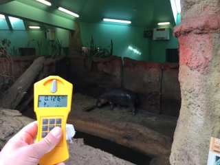 Zoo - pavilon - hroch