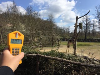 Zoo - výběh - žirafy