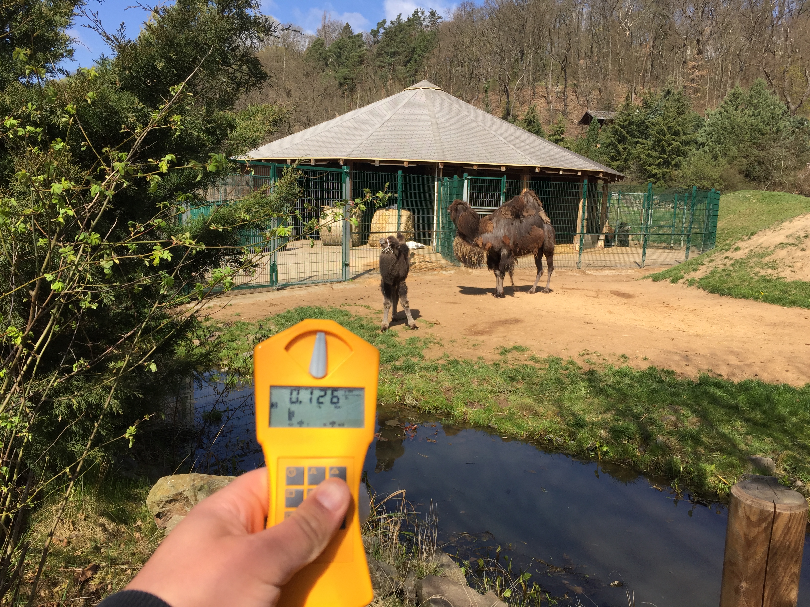 Zoo - výběh - velbloudi