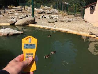 Zoo - výběh - tučňáci