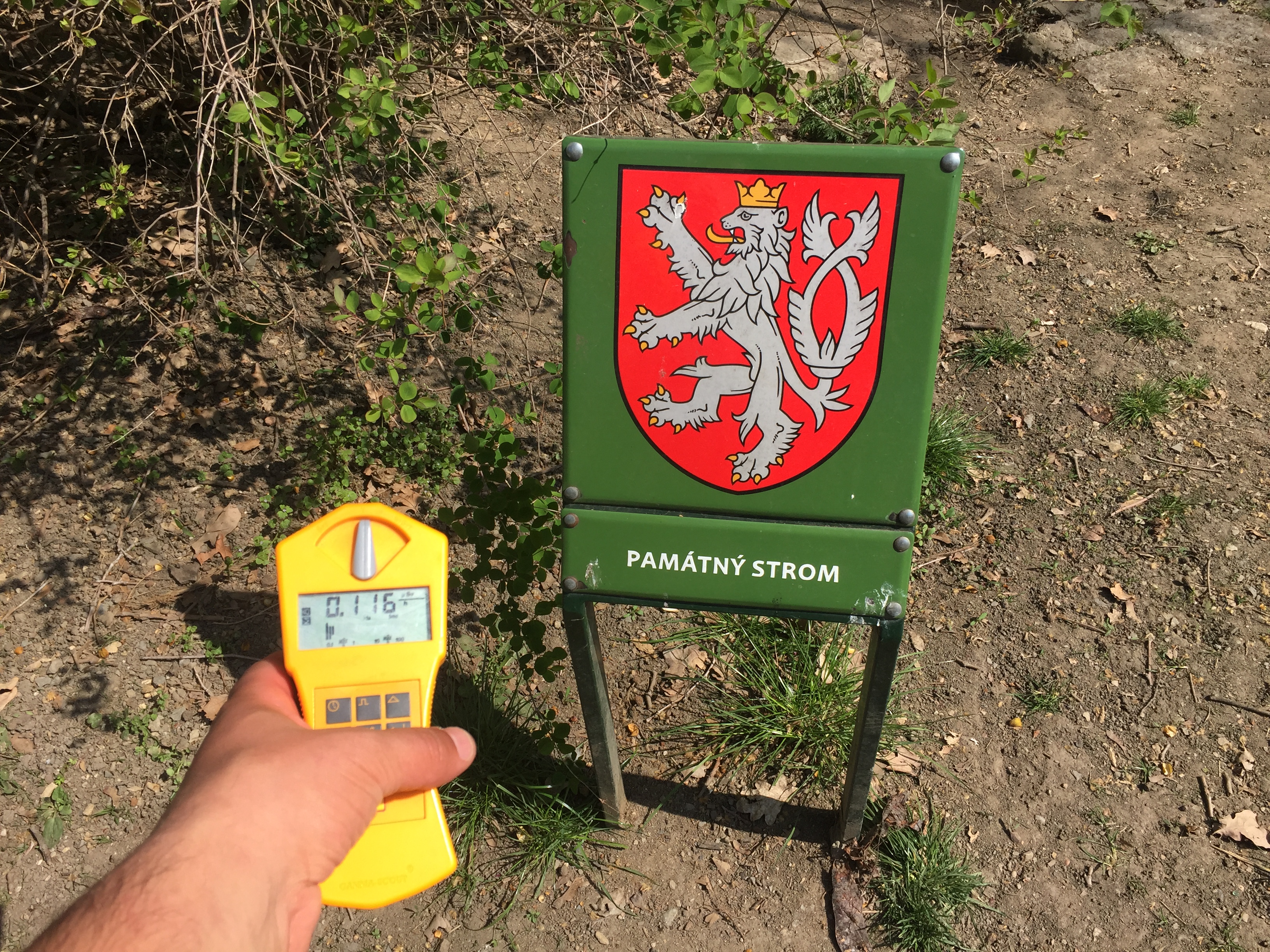 Park - památný strom