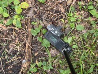 Novoveská Huta - Skalka, lesná cesta