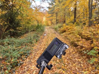 V lese za Green Point