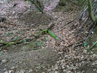 Zavalená štôlňa č. 61