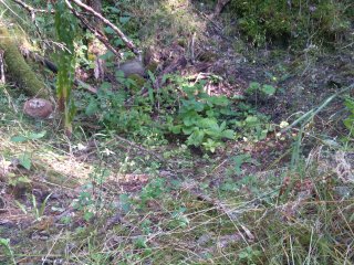 Pod hradem Volfštějn, přírodní rezervace