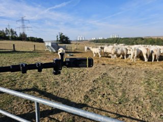 Dukovanské krávy :)