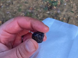 Malý smolinec nalezený v cestě