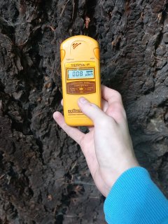 Starý strom u cesty