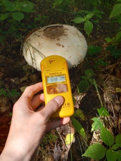 Bedla roustoucí kousek od cesty