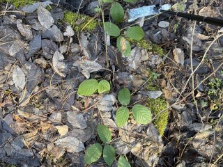 Větrací šachta u dolní rožínky v lese